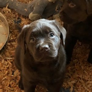 Meet your Posher, Caleb